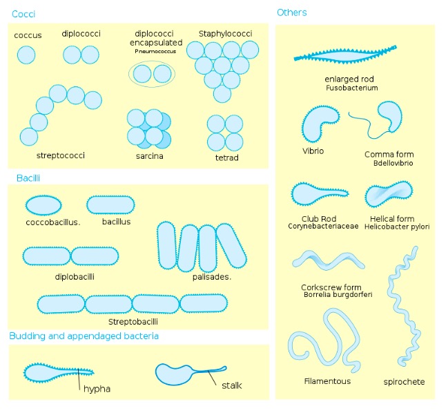 Diferentes morfologías y arreglos de células bacterianas.
