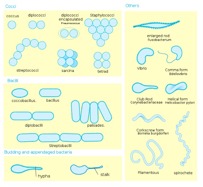 bacteria shapes and arrangement explained