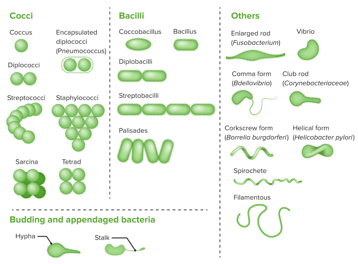 Bacterial cells with various morphologies and arrangements