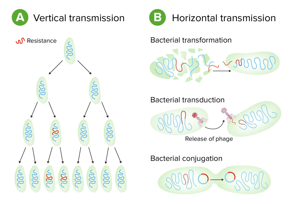 Bacterial types of genetic transmission