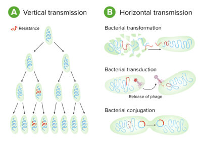 Bacterial types of genetic transmission