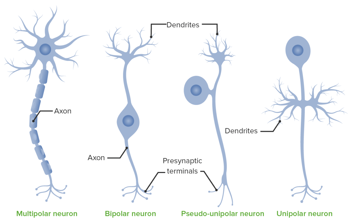 Basic neuron types
