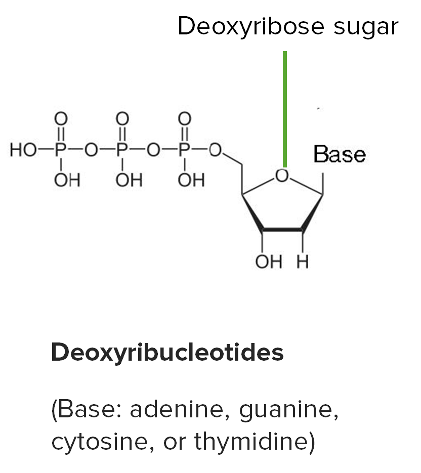 Basic structure of ribonucleotides