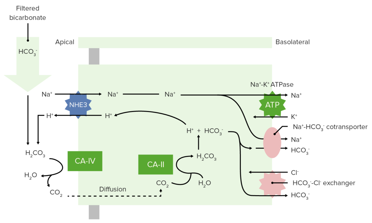 Bicarbonate reabsorption in the proximal tubule