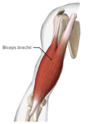 Arm: Anatomy [+video] - Lecturio Medical