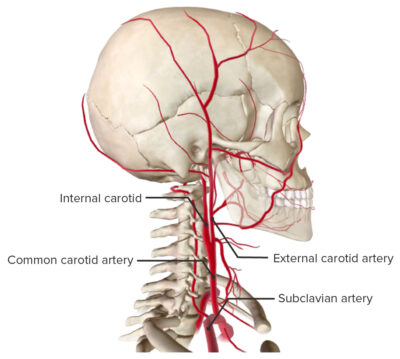 Bifurcation of the carotid artery