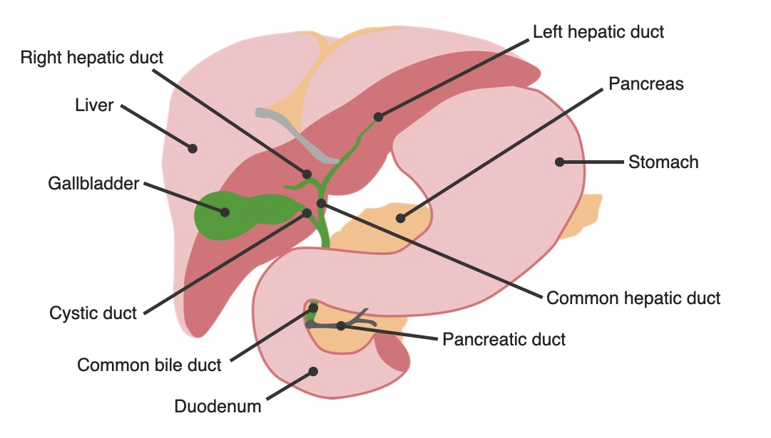 Anatomía del árbol biliar