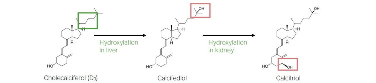 Biosynthetic pathway of calcitriol