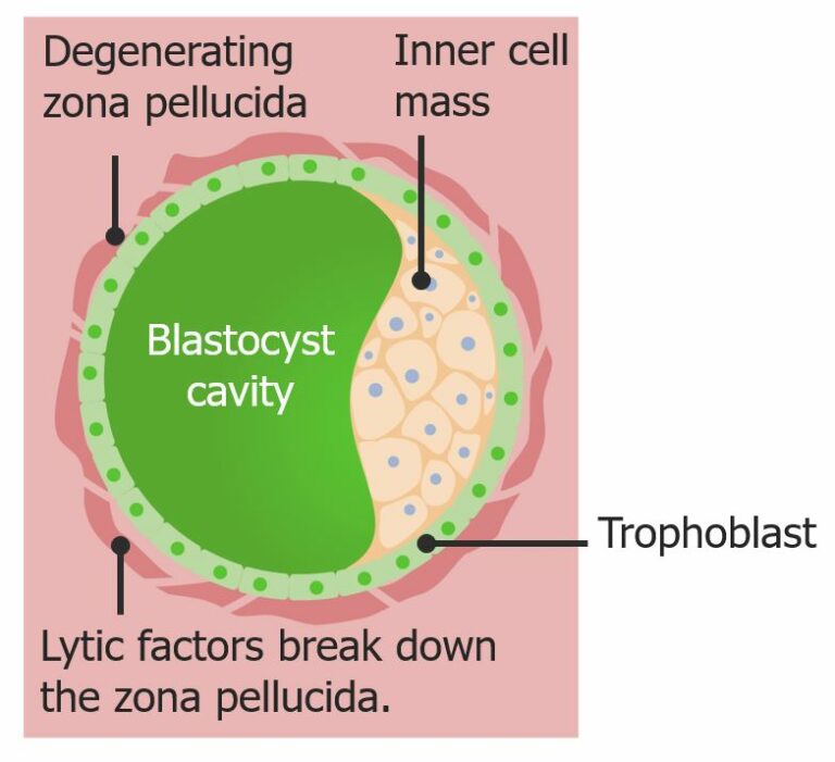 Fecundación y Primera Semana | Concise Medical Knowledge