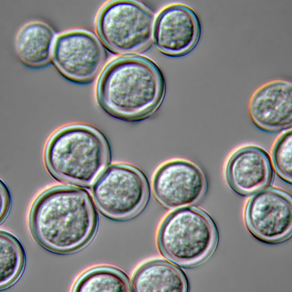 Blastomyces dermatitidis yeast form