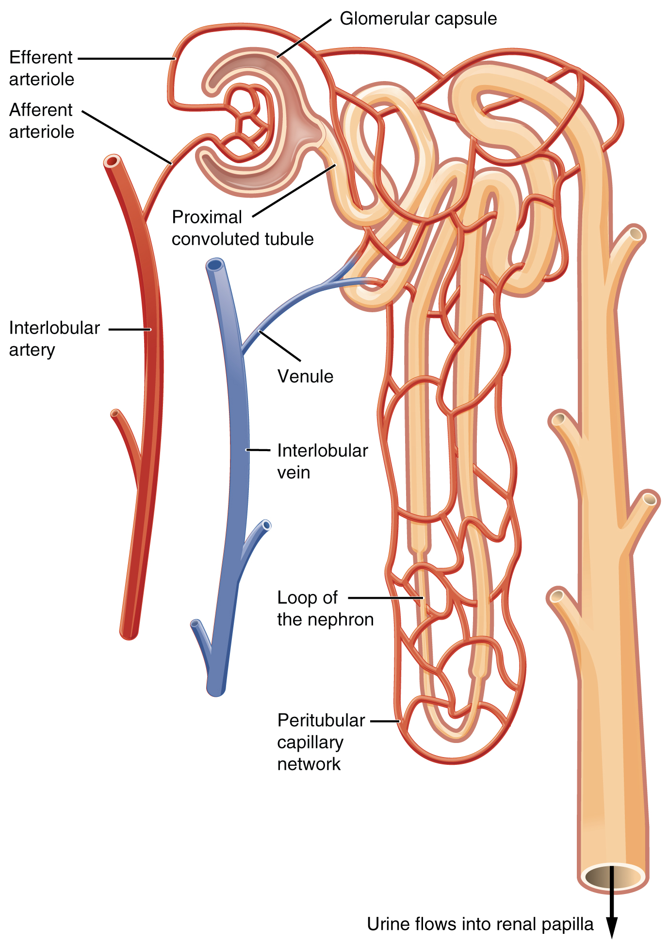 Blood flow in nephron