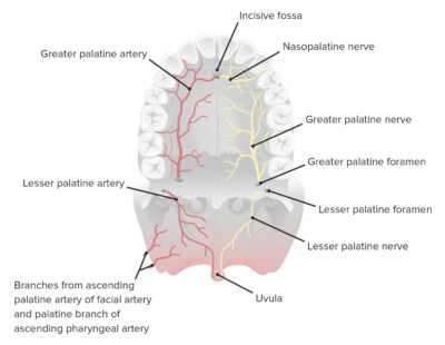 Blood supply and innervation of the palate