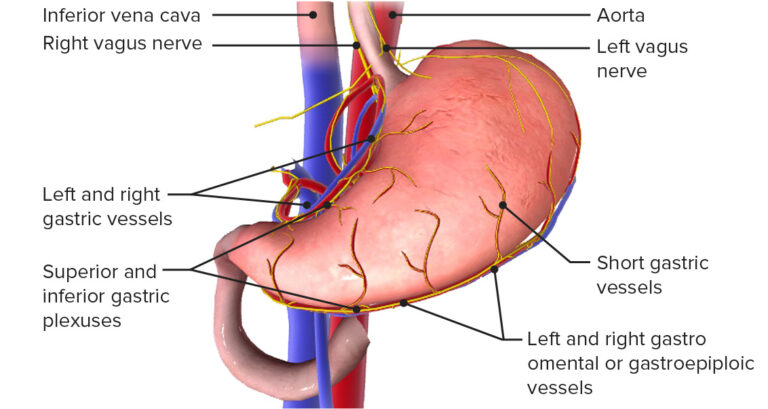 Bariatric Surgery | Concise Medical Knowledge