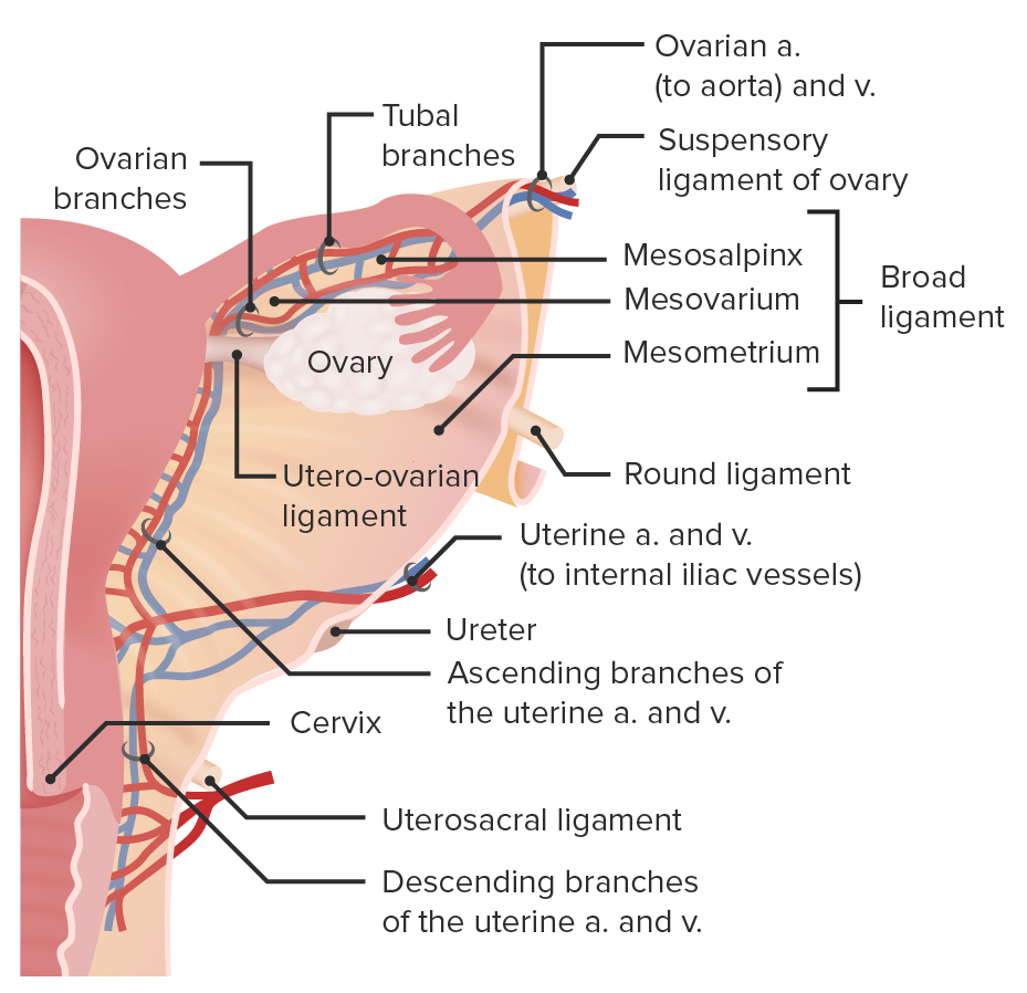Blood supply and venous drainage to the ovary