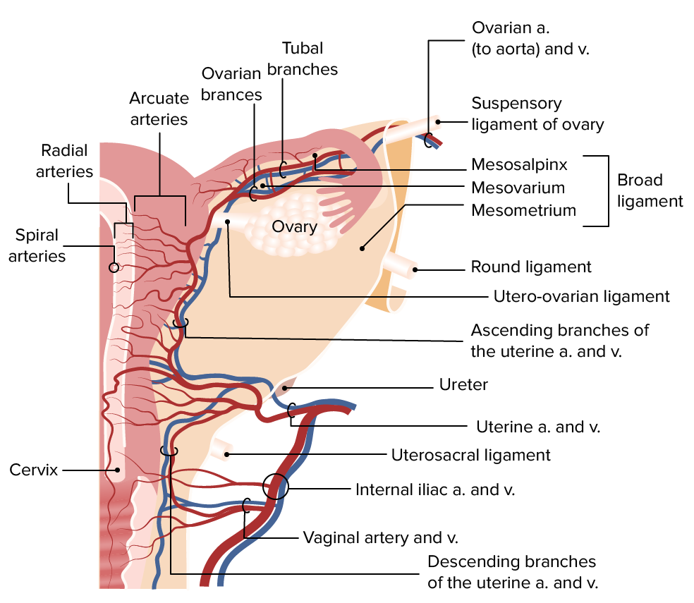 Suministro de sangre y drenaje venoso al útero, las trompas de falopio y el ovario