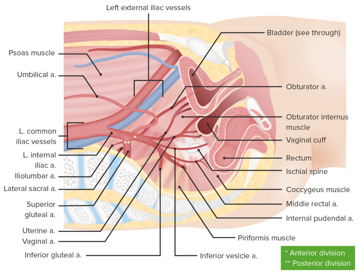 Blood supply for the female reproductive system