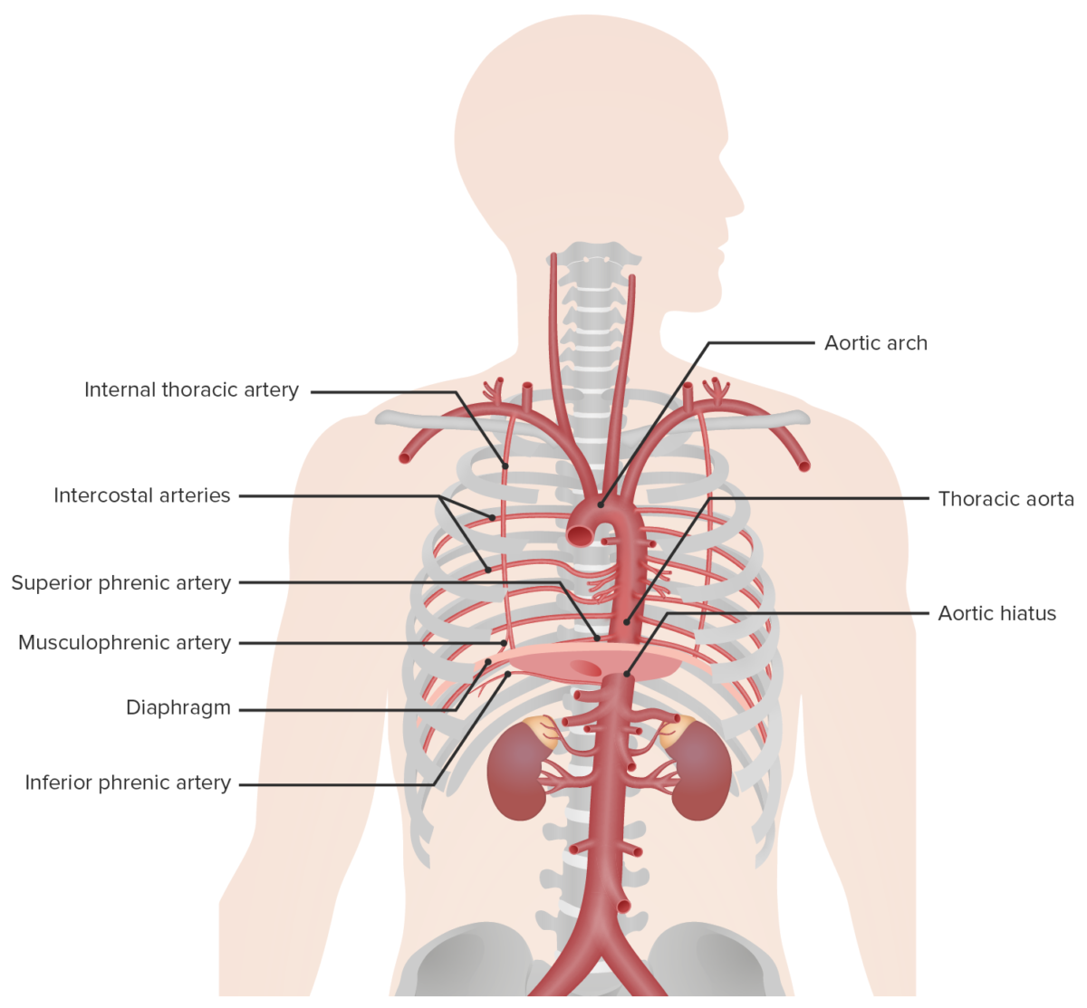 Blood supply of the diaphragm