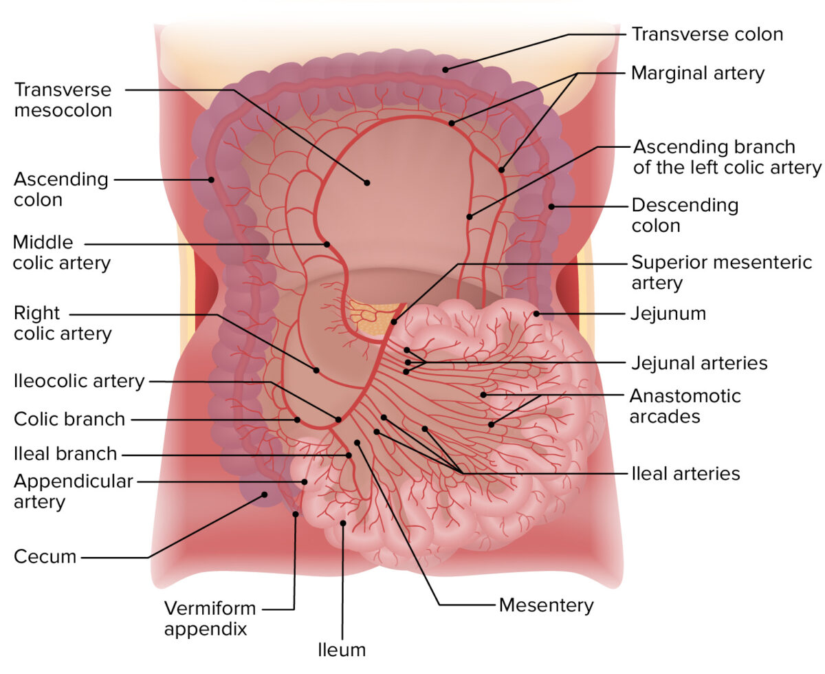 Blood supply of the small intestine