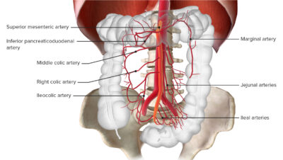 Blood supply of the small intestine through the superior mesenteric artery