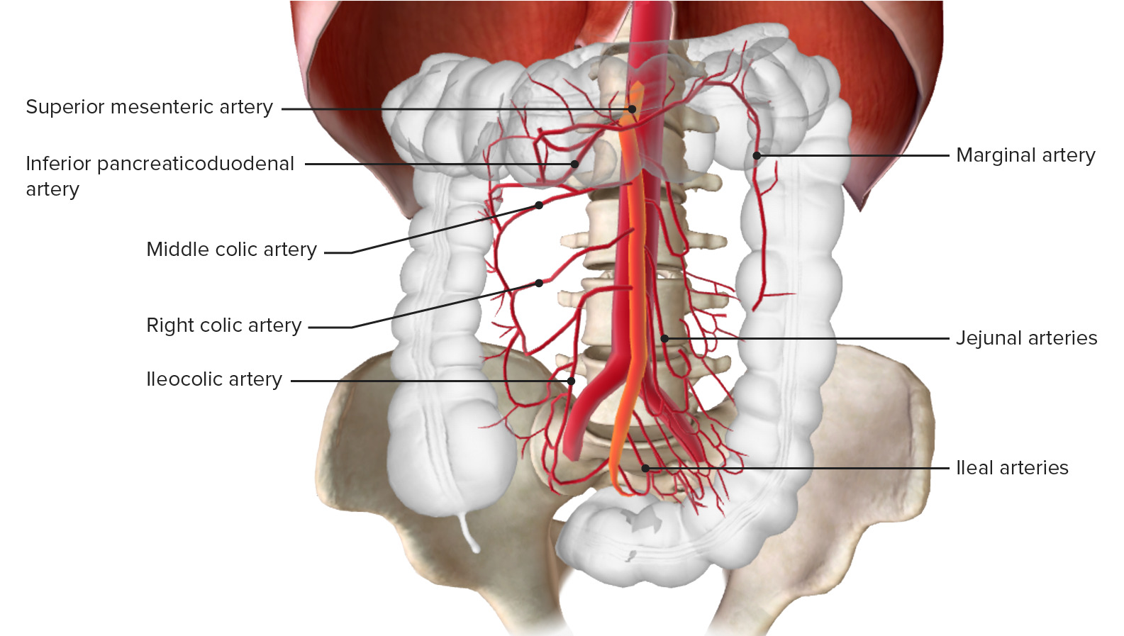 Blood supply of the small intestine through the superior mesenteric artery