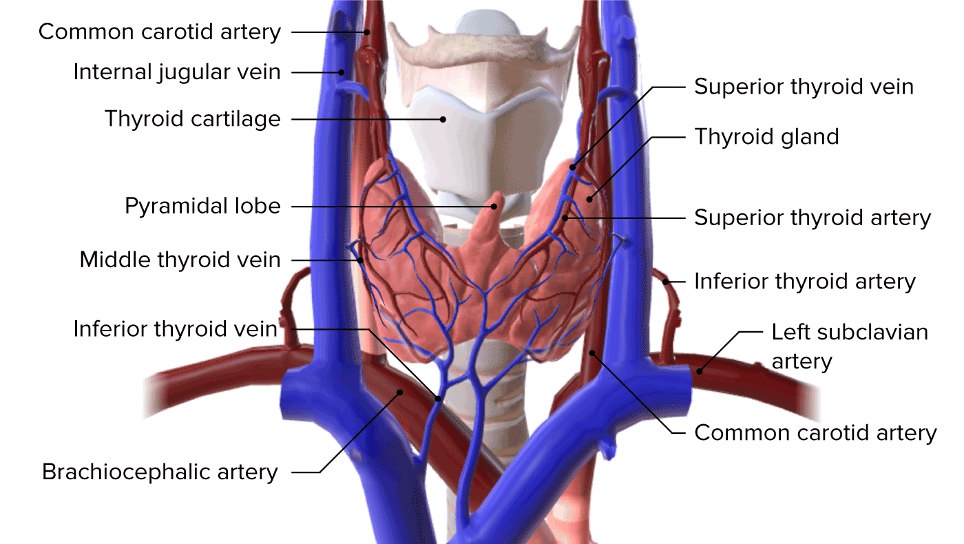 thyroid gland anatomy)