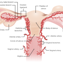 Blood supply of the uterus and ovaries