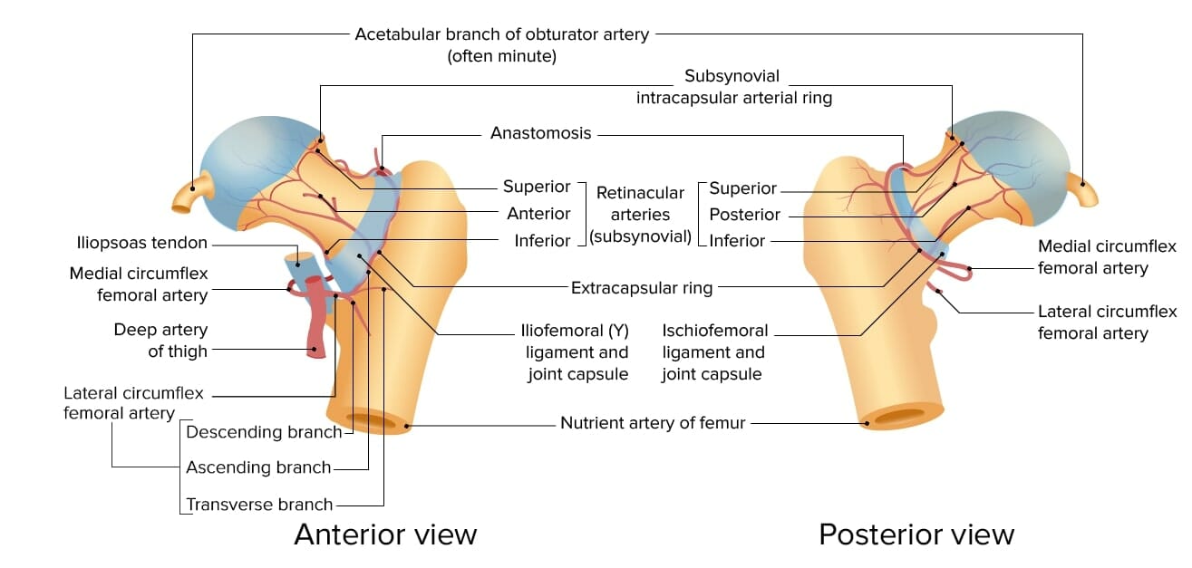 Blood supply of the femoral head and neck