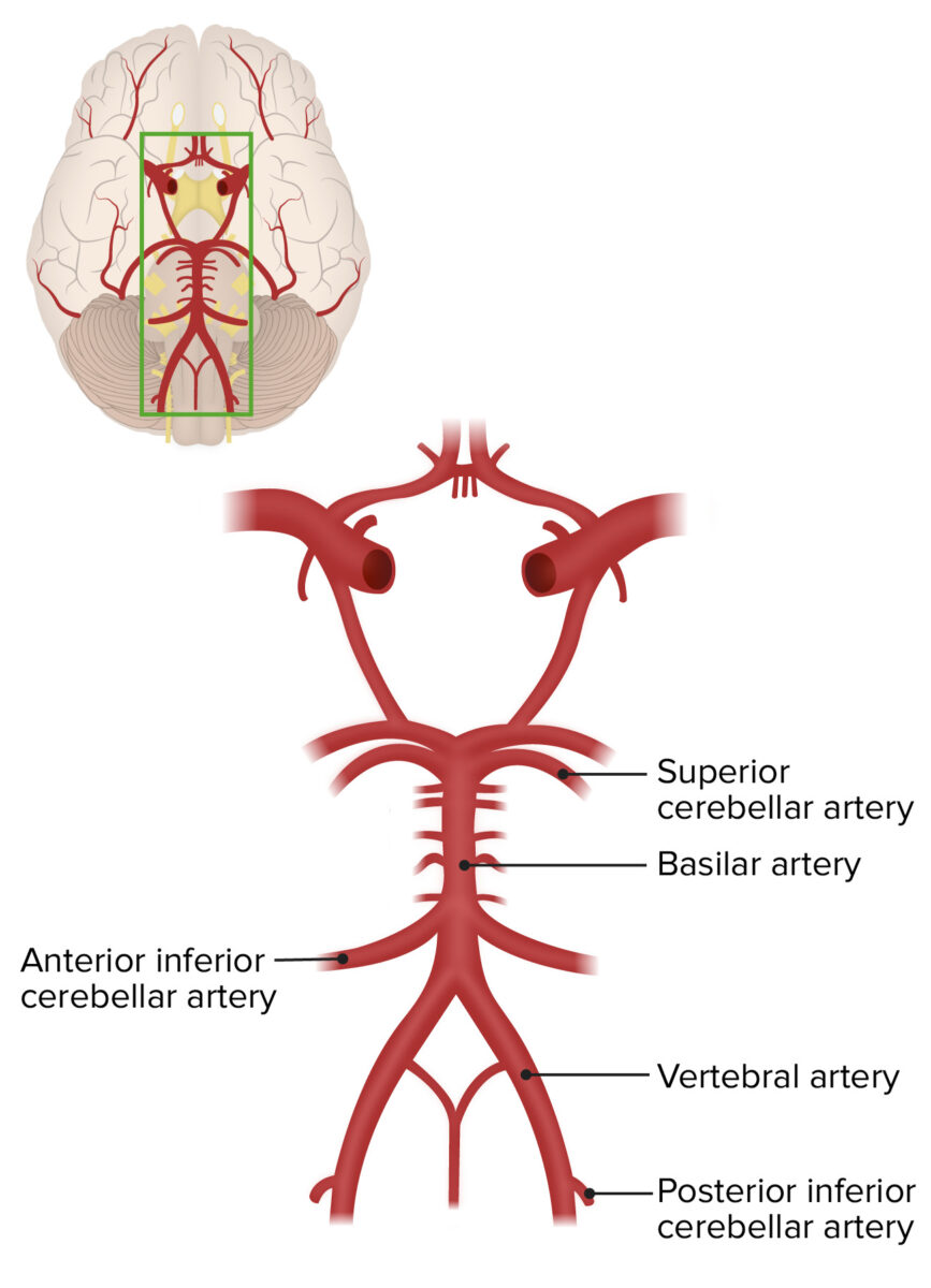 Blood supply to the cerebellum
