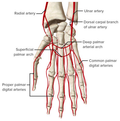 Hand: Anatomy | Concise Medical Knowledge