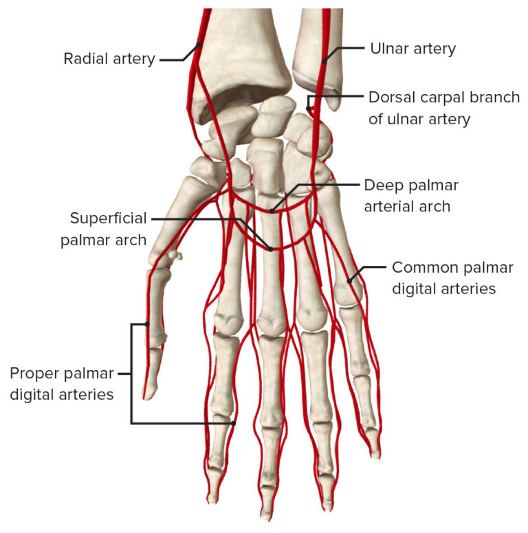 Hand: Anatomy | Concise Medical Knowledge