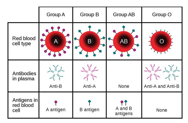 Antígenos de tipo sanguíneo