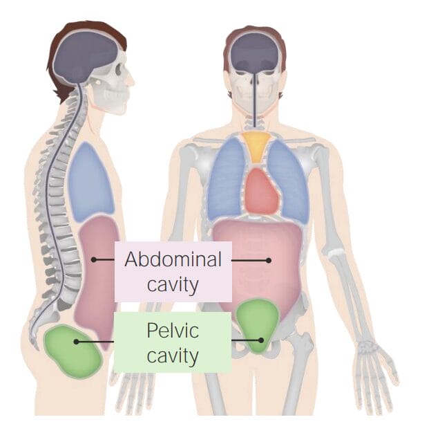 Body cavities