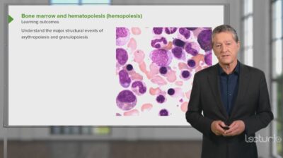 Bone Marrow and Hematopoiesis
