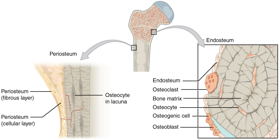 Anatomia óssea