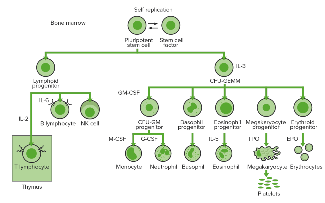 bone marrow diagram leukemia