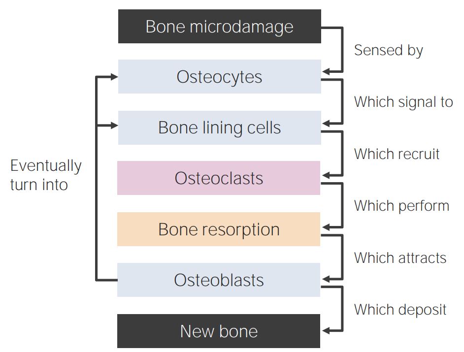 Bone-remodeling diagram