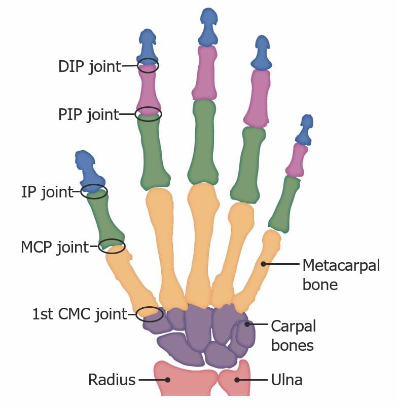 Bones and joints in the hand