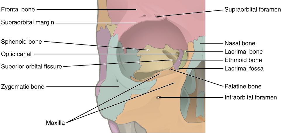 O Que é Orbita Anatomia