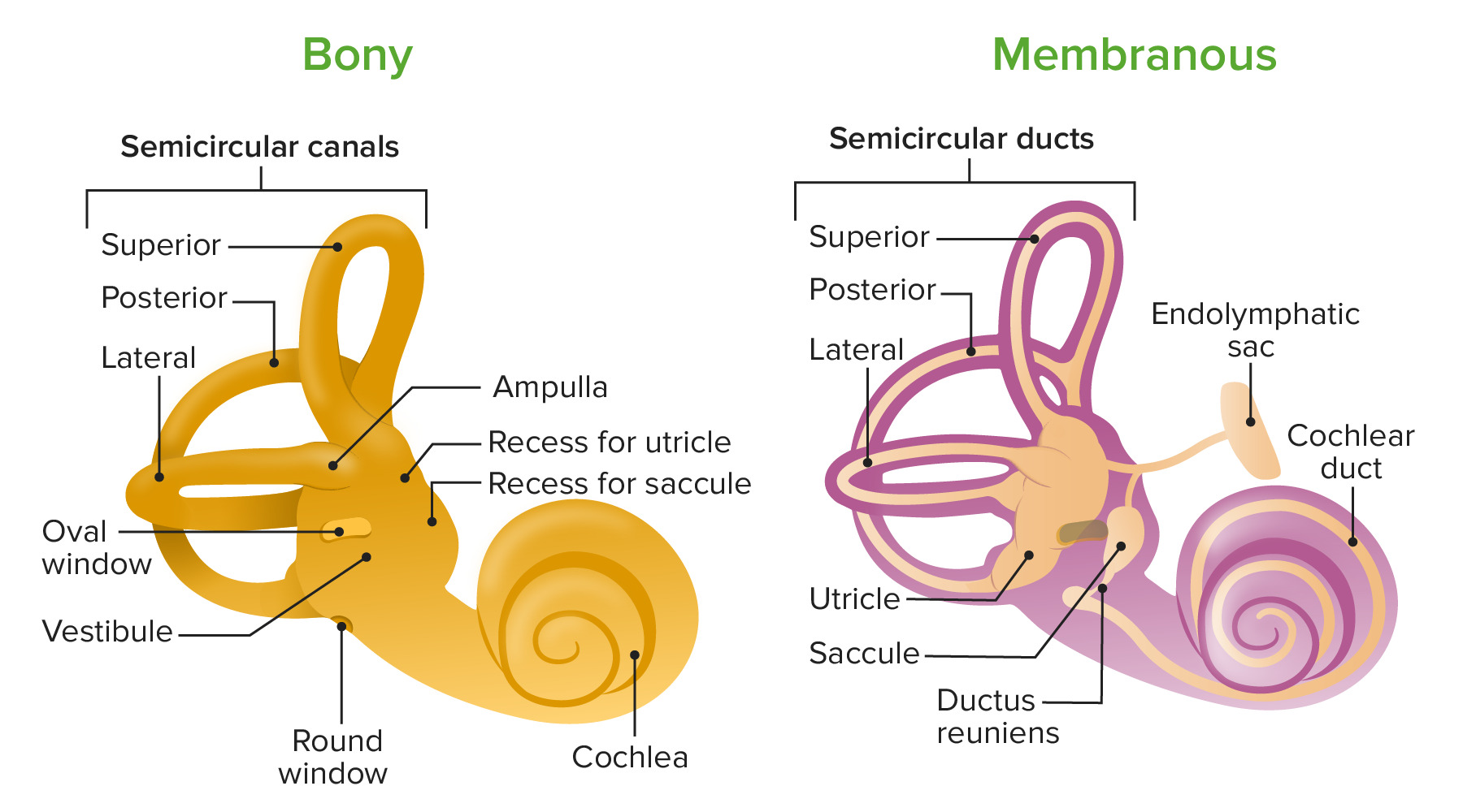 Inner Ear Anatomy Diagram Vintage Poster By Vintage Anatomy Prints   Bony And Membranous Labyrinths 