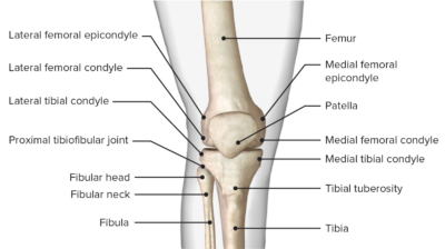 Bony landmarks of the knee