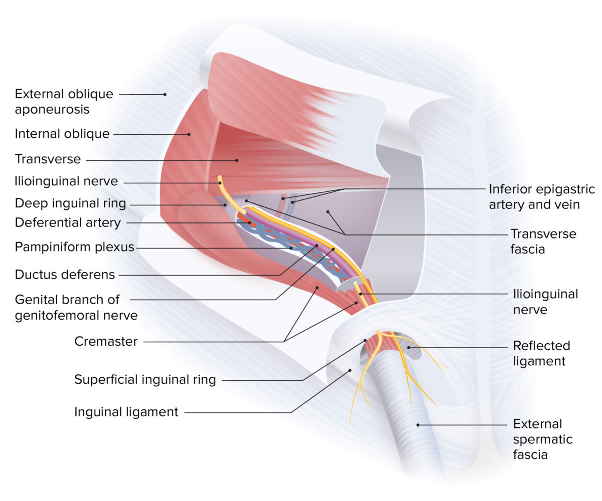 Boundaries and contents of the male inguinal canal