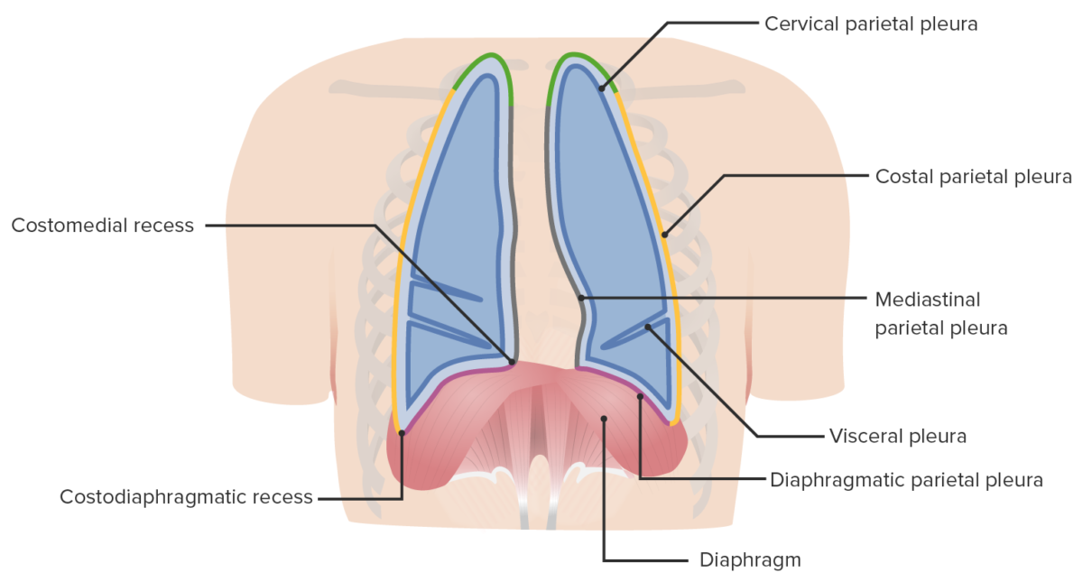 Boundaries and parts of the pleura within the thoracic cavity