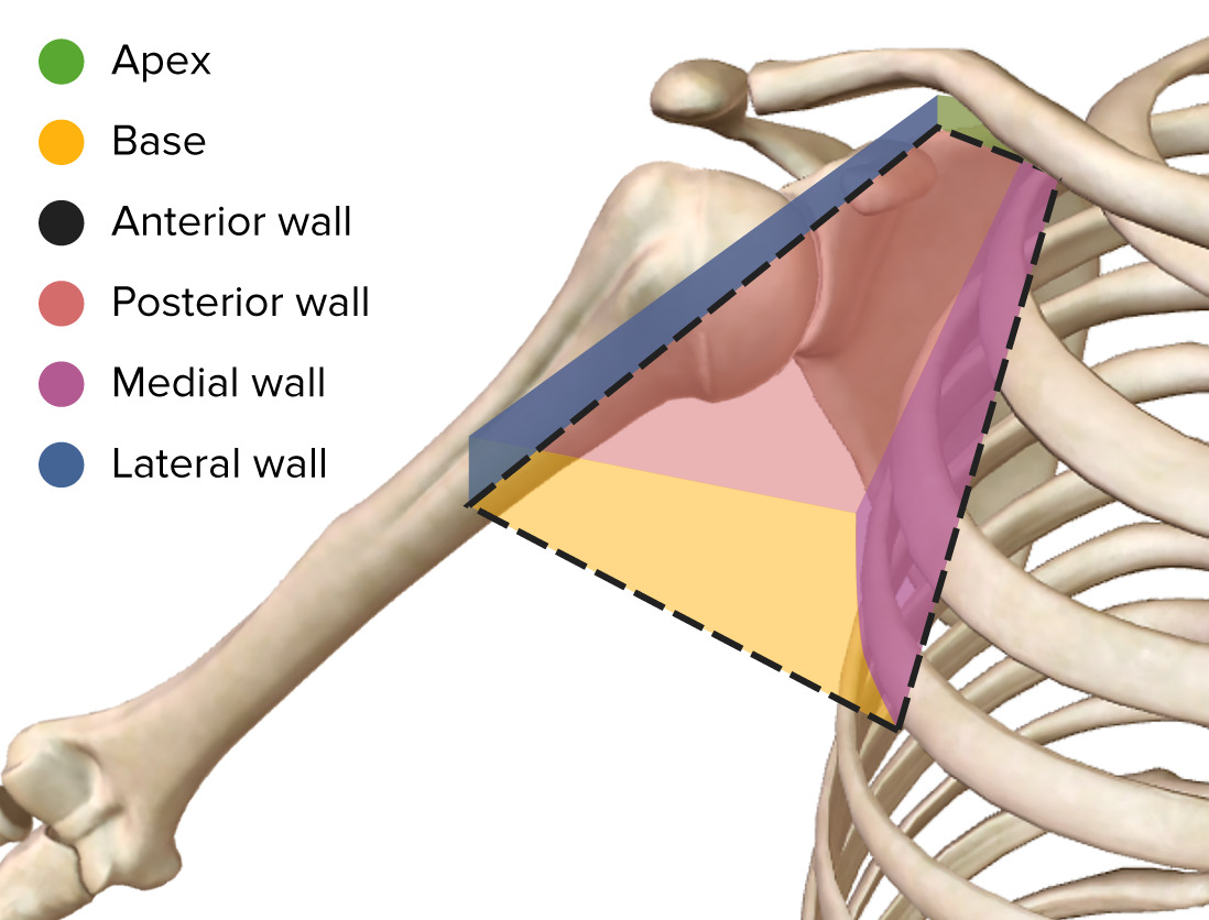 Axillary Fascia And Axillary Sheath