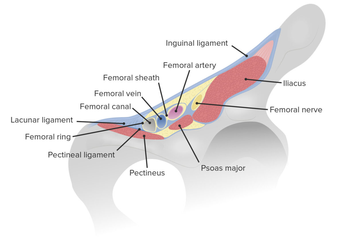 Boundaries of the femoral ring and canal