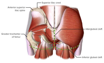 Boundaries of the gluteal region