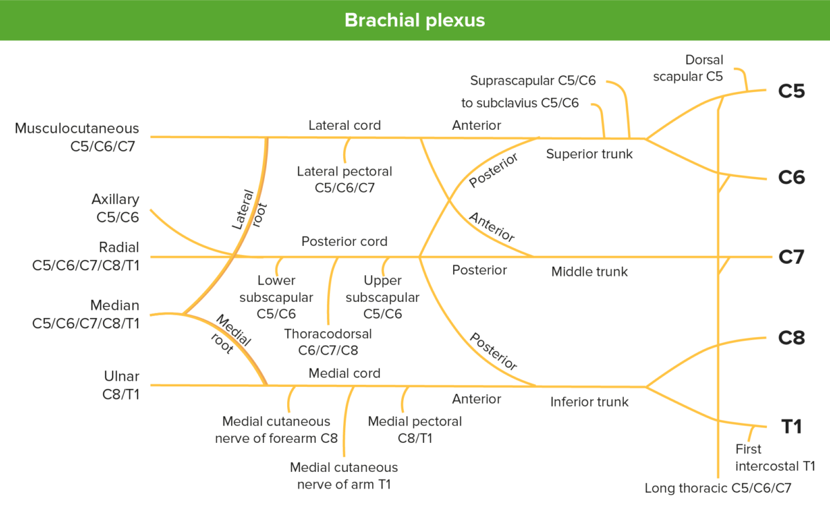 Diagrama del plexo braquial