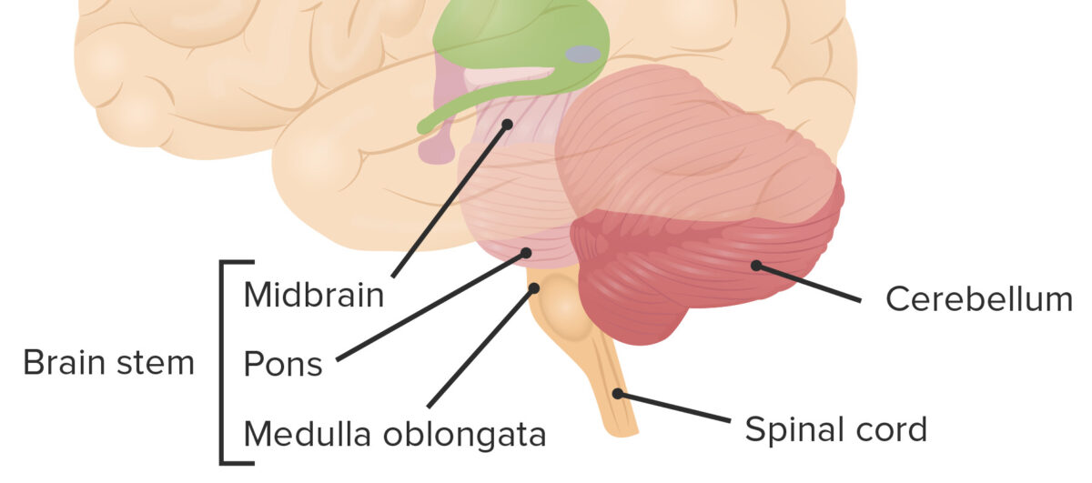 Cerebro y tronco cerebral - cerebelo