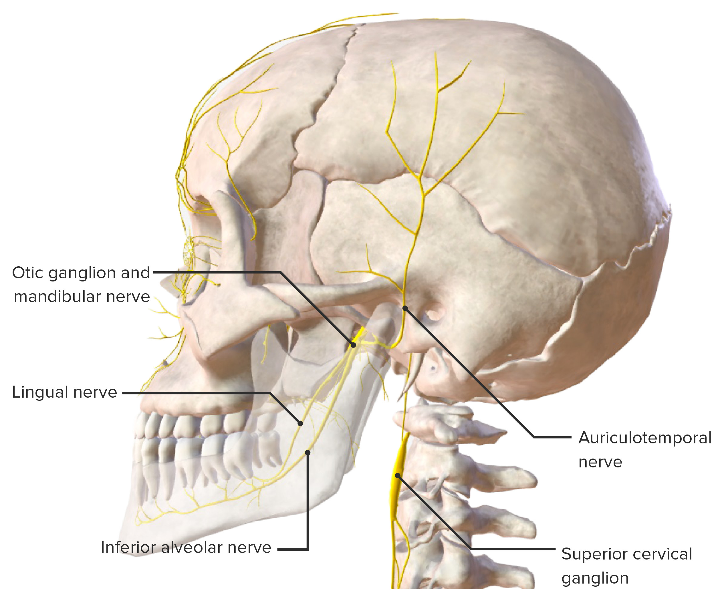 Anatomy and clinical applications of the mandibular nerve.