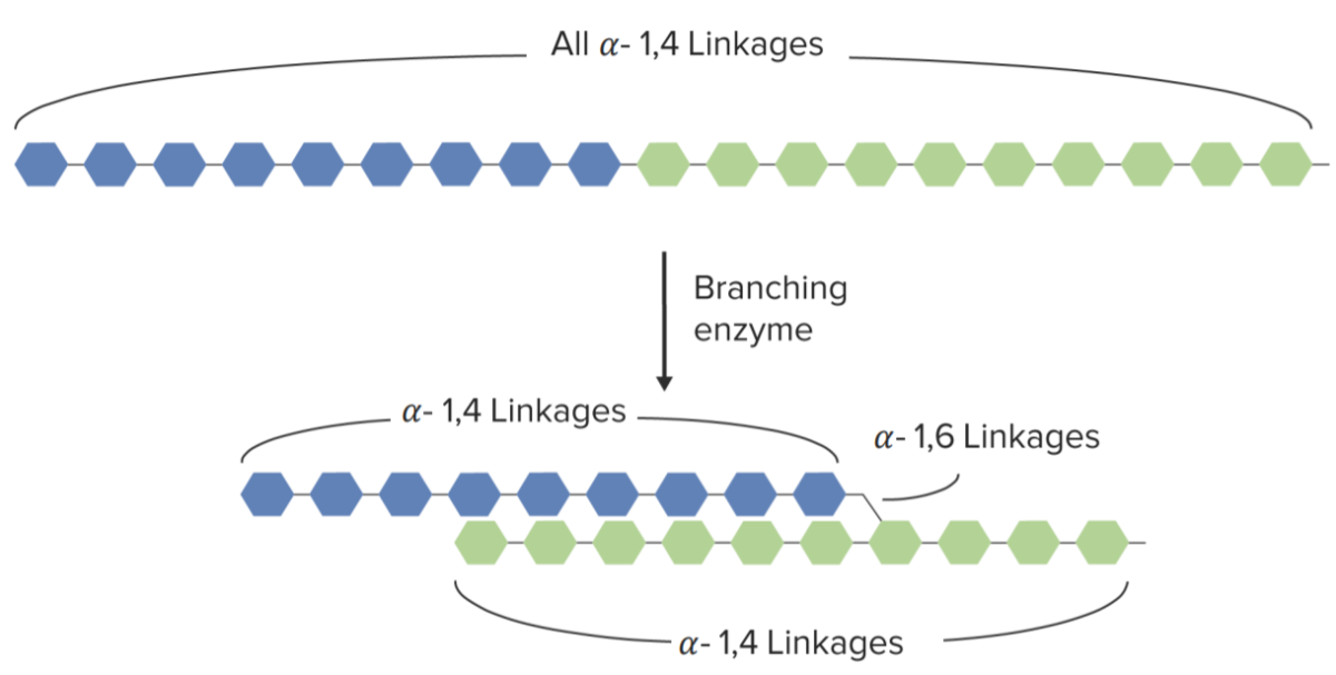 Branching of glycogen chain mediated by the branching enzyme