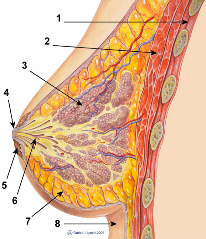 Esquema normal da anatomia da mama